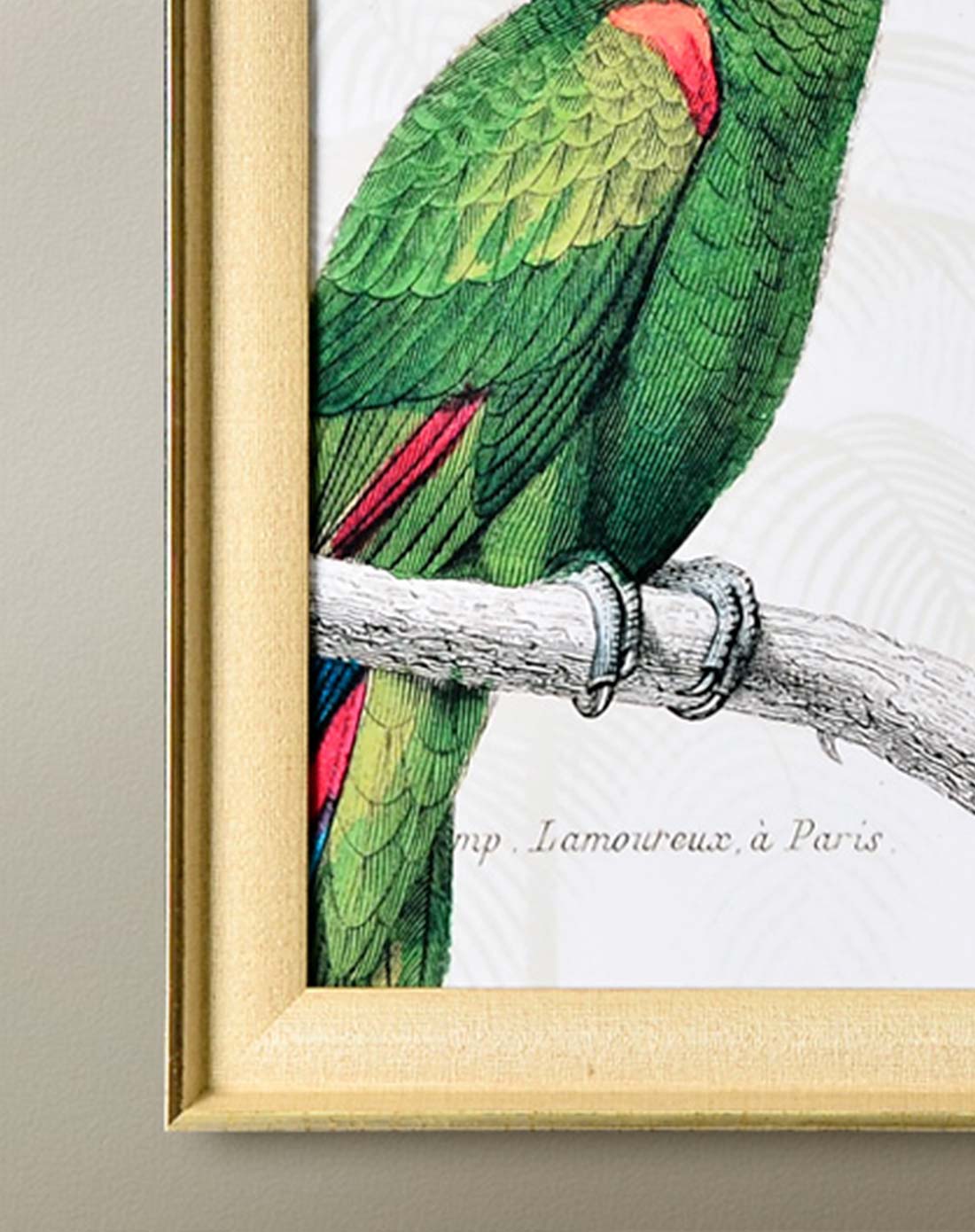 精品喷砂装饰画-鹦鹉手稿 aao1