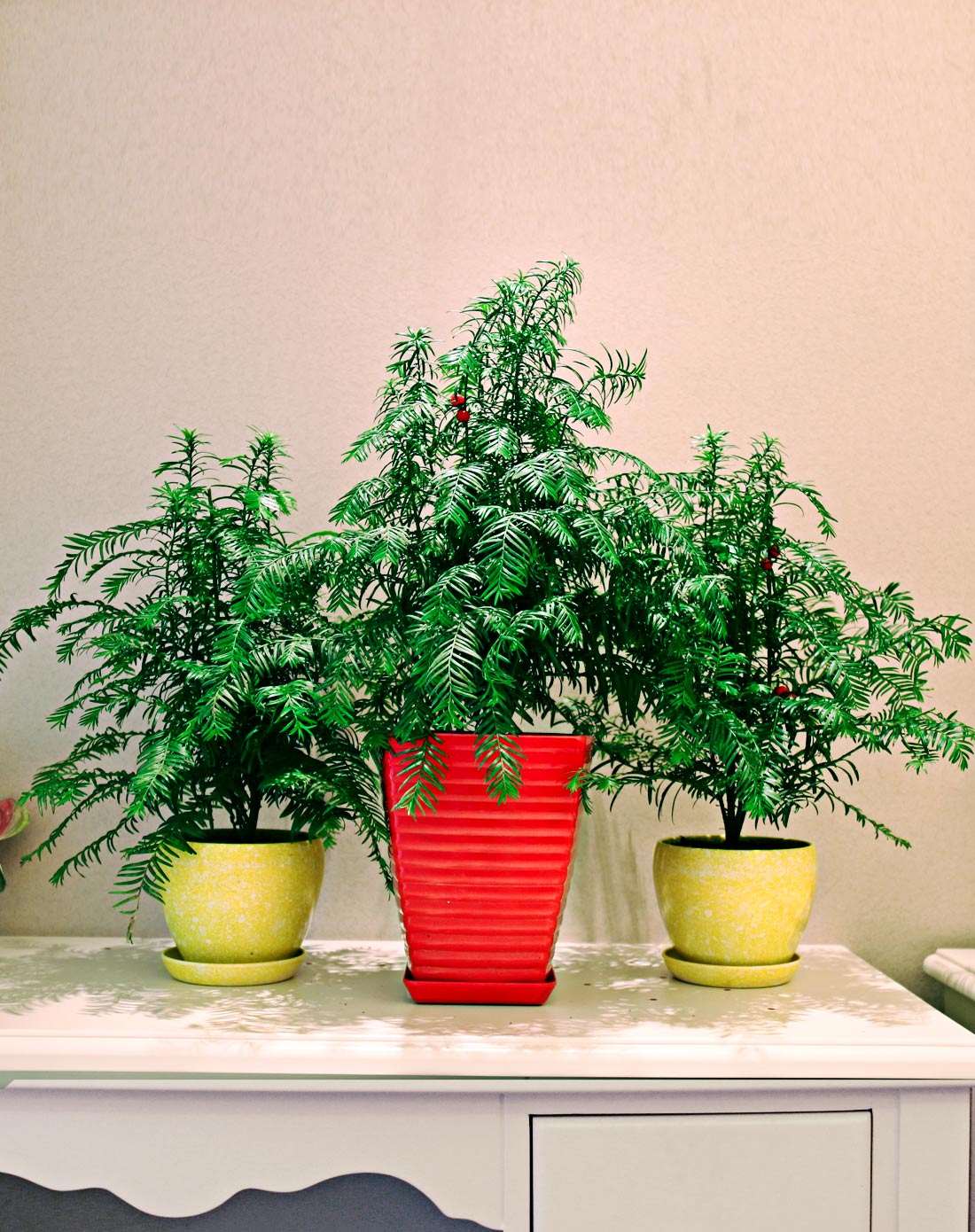 红豆杉HOdo绿植专场西式卧室环境改善组合(邂