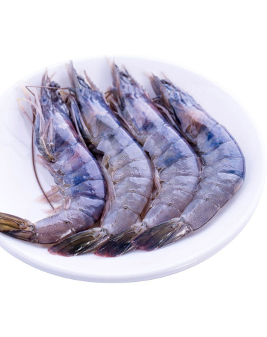 文莱有机蓝虾