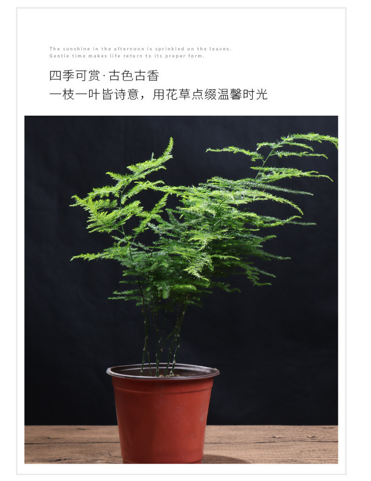 (2盆)不含盆文竹小盆栽植物室内微盆景办公室桌面绿植