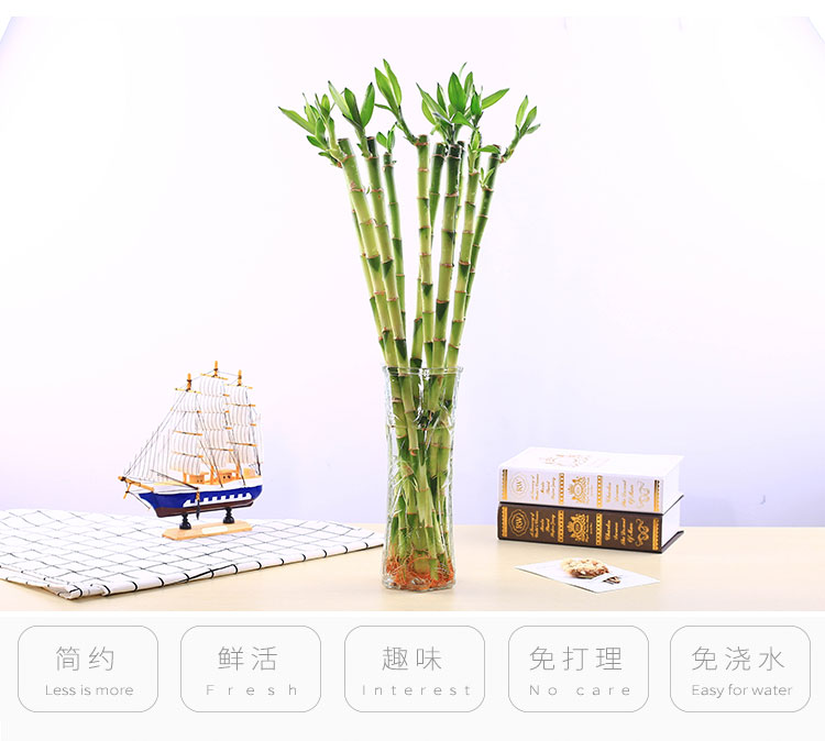 直竹净化空气桌面盆栽绿植办公室花卉水培富贵竹花边