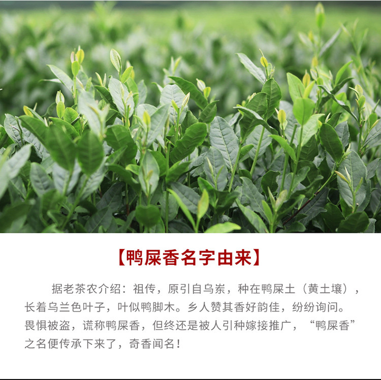 新茶鸭屎香单从茶大乌叶凤凰单枞茶礼盒装春茶潮州原产品质茶叶