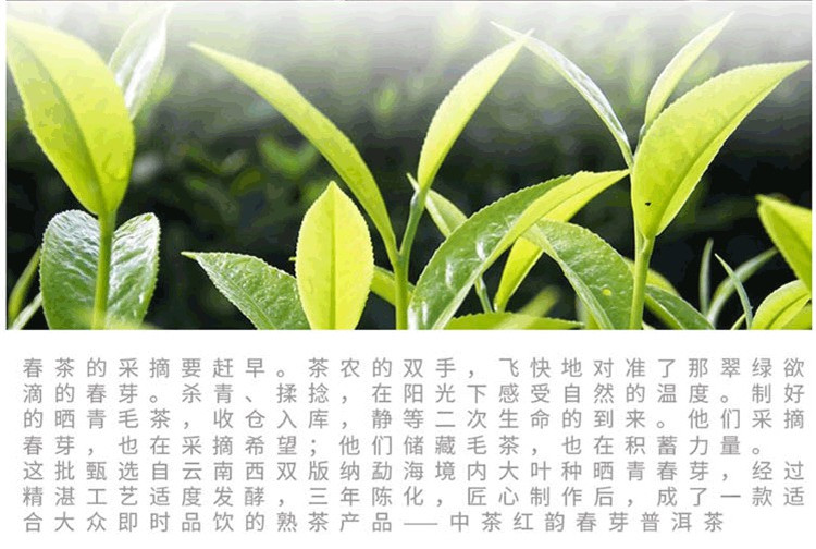 中粮普洱茶茶叶 2019年云南红韵春芽三年陈香普洱熟