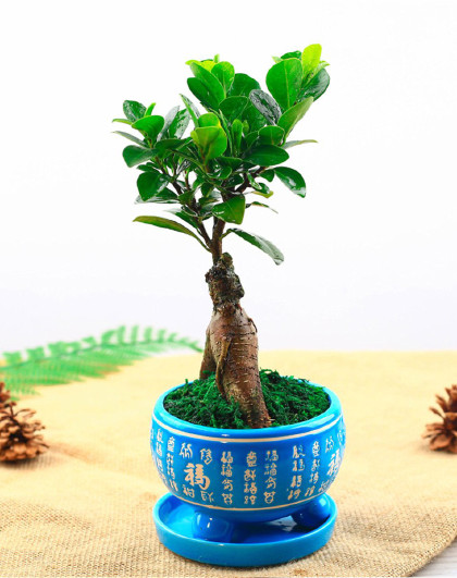 小榕树陶瓷福字盆办公室室内鲜花绿植花卉花盆盆栽盆景植物
