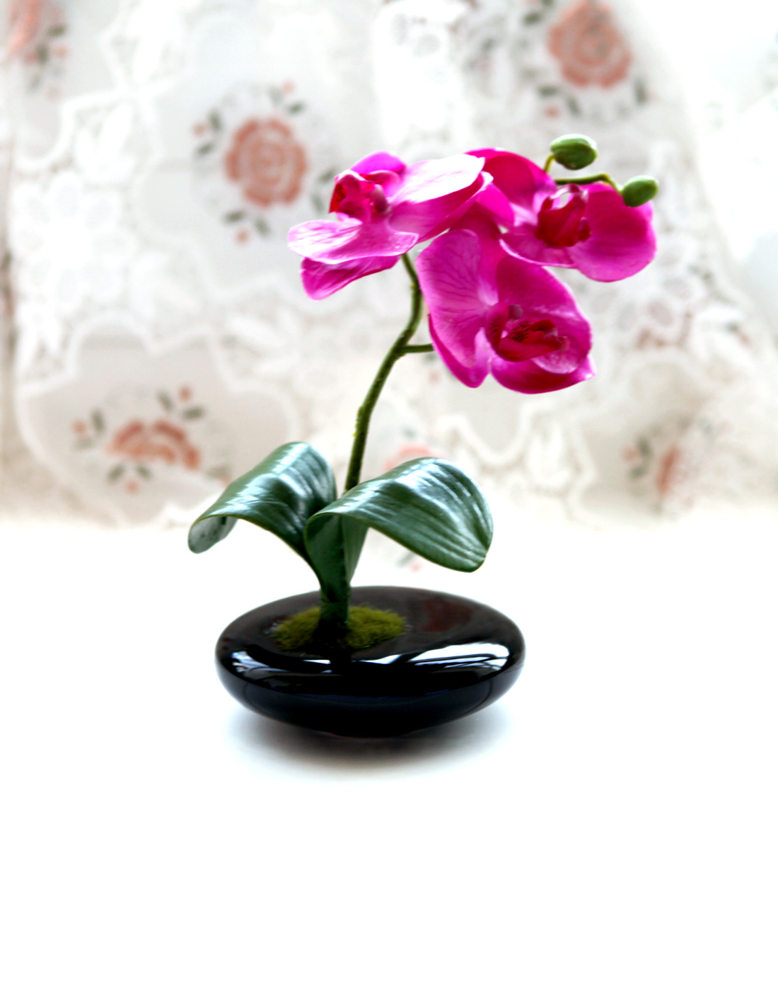 蝴蝶兰雅座小盆景紫色