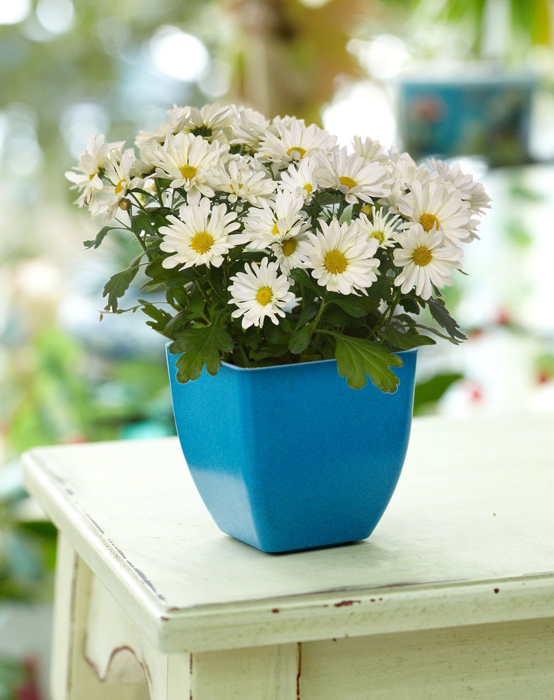 【两件起售】白晶菊diy种植送可降解花盆