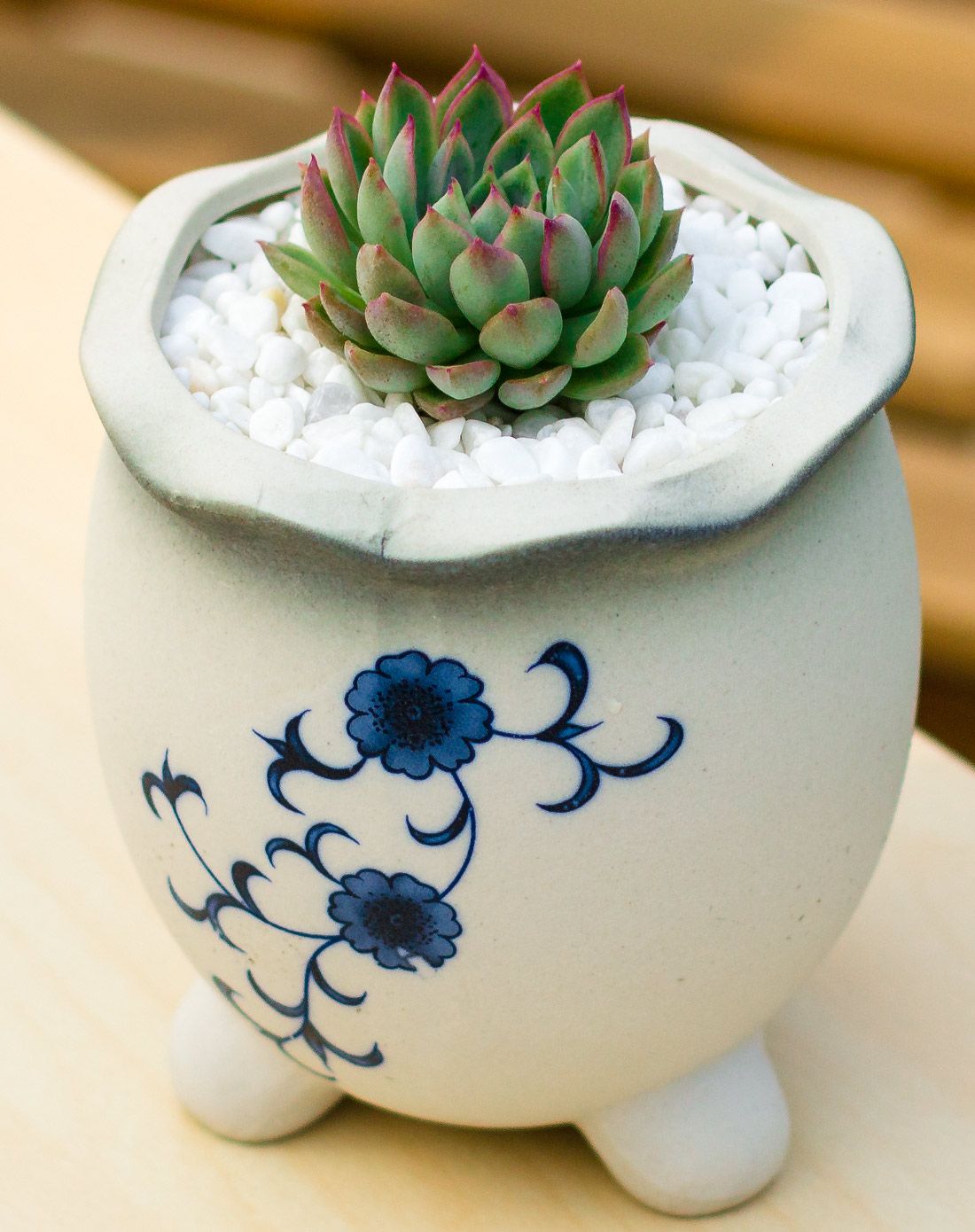 女雏 高端多肉 青花瓷手工陶瓷花盆 含盆含土