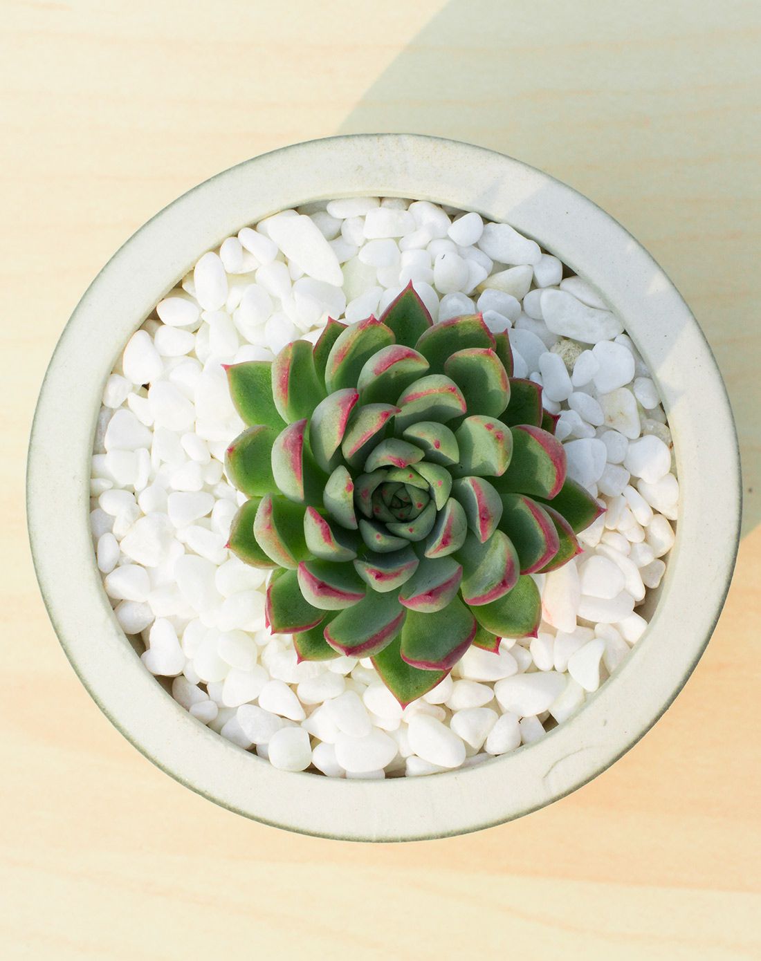 女雏 高端多肉 青花瓷手工陶瓷花盆 含盆含土