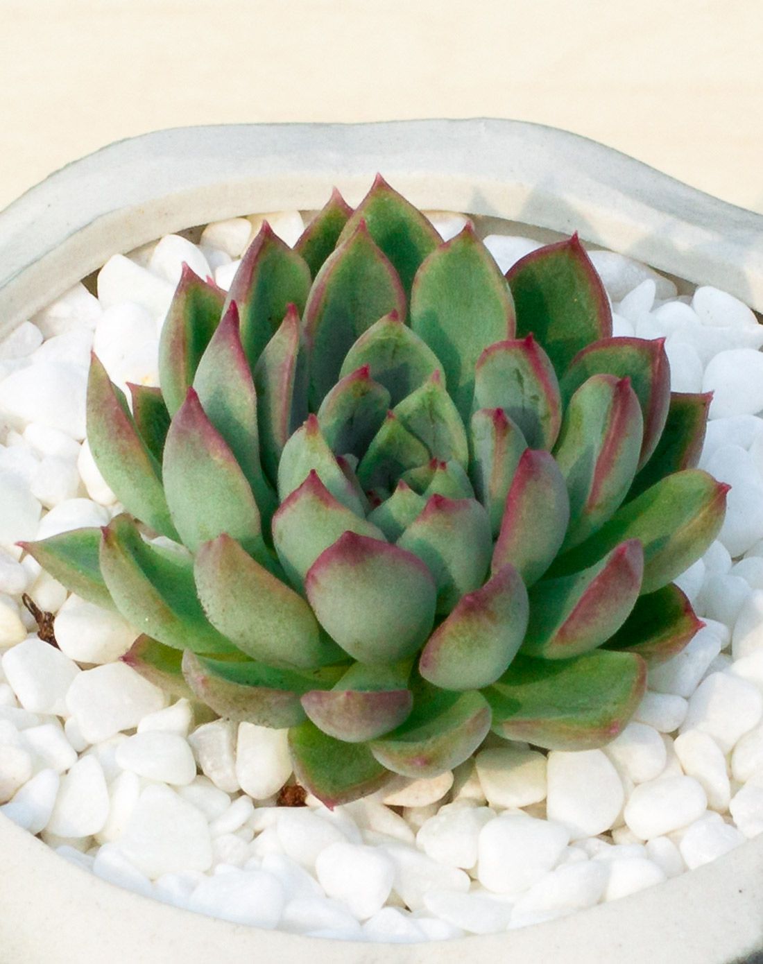 女雏 高端多肉 青花瓷手工陶瓷花盆 含盆含土