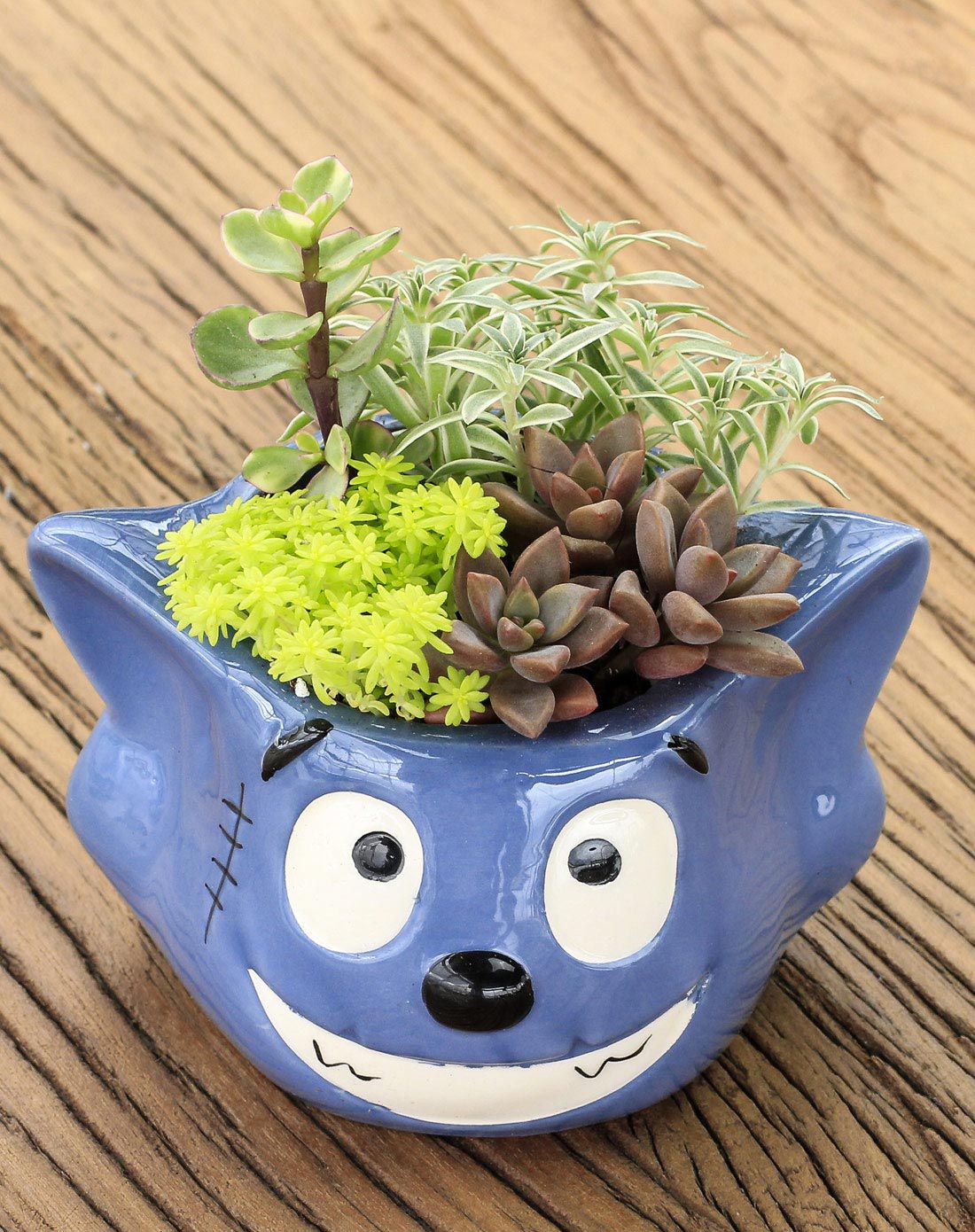 动漫创意陶瓷多肉花盆