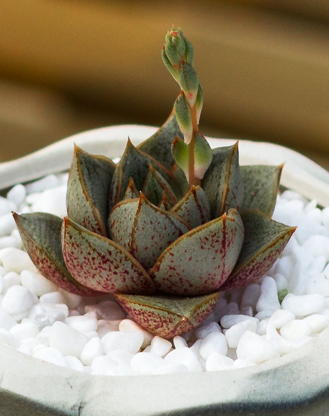 大和锦 高端多肉 青花瓷手工陶瓷花盆 含盆含土