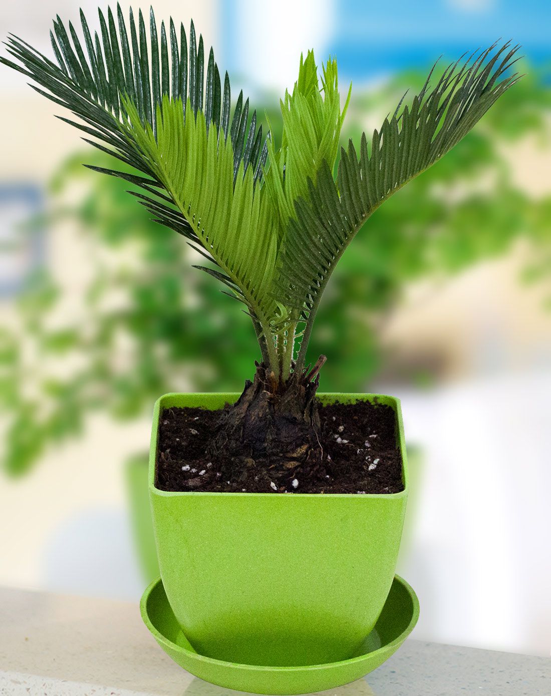 铁树 寓意长寿吉祥 耐寒冷 带盆栽好发货