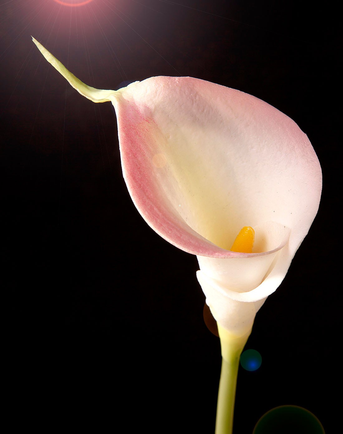 迷你白马蹄莲1头红点