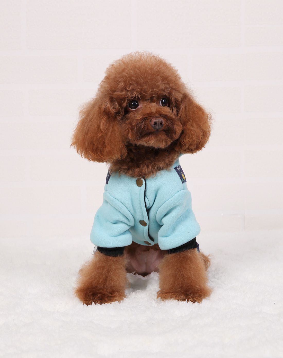 宠宠熊服饰窝垫专场直发货 mr.bear/宠宠熊 小熊图案四脚服水蓝色:6号