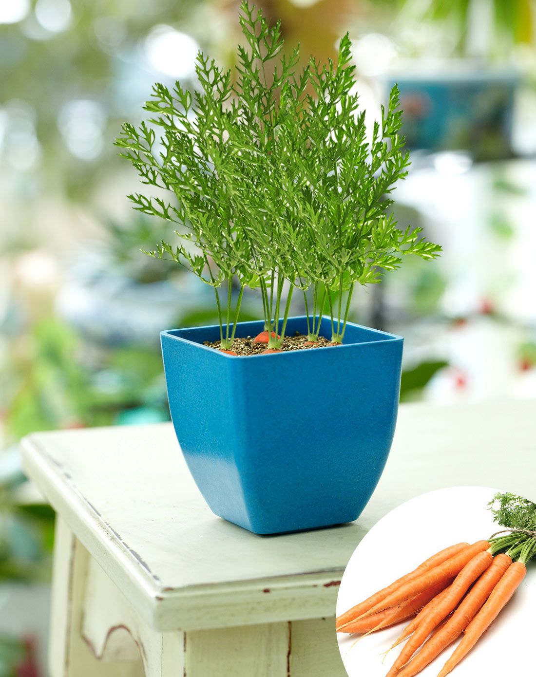 【两件起售】胡萝卜diy种植送可降解花盆