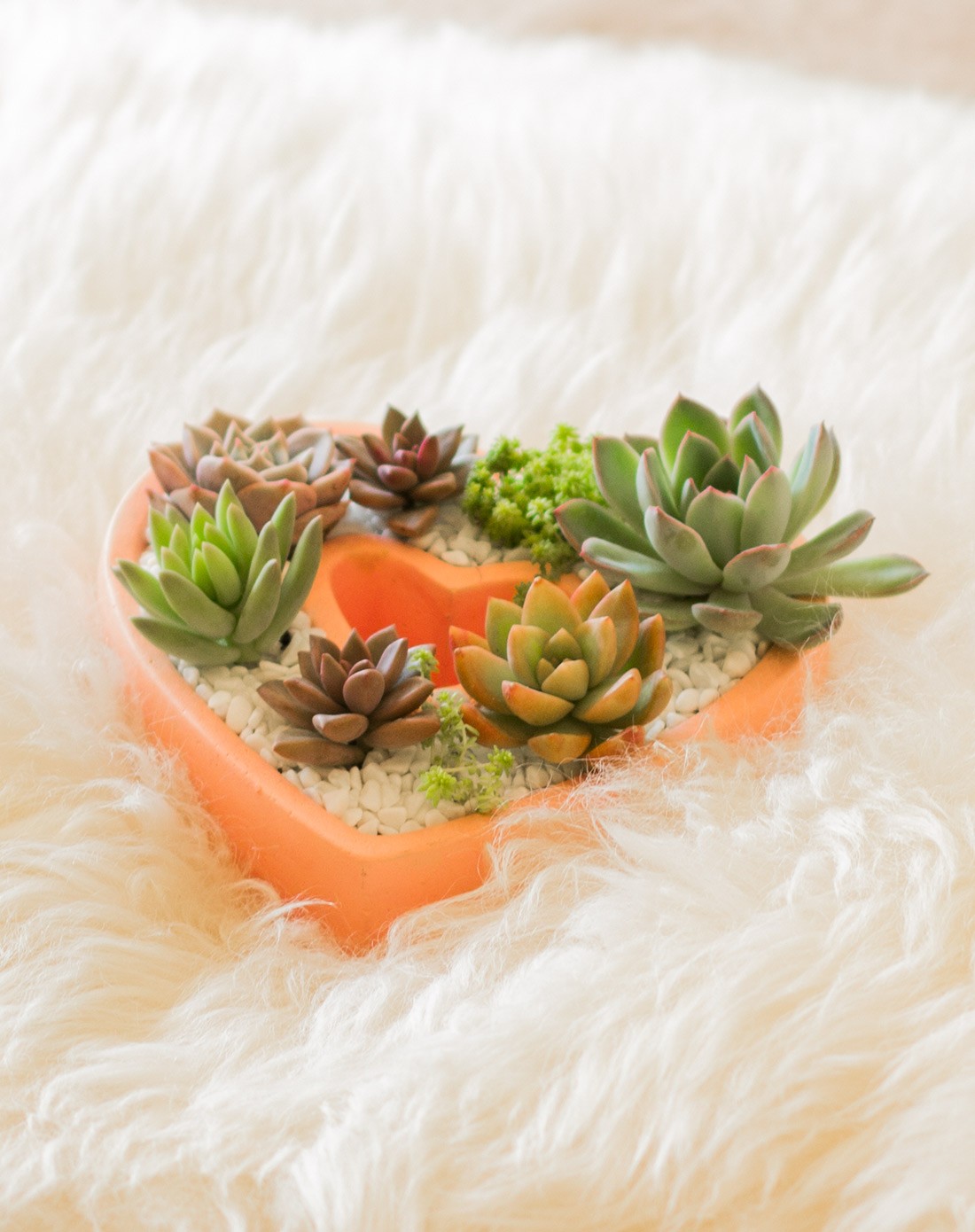 love 心型花盆组合-浪漫创意