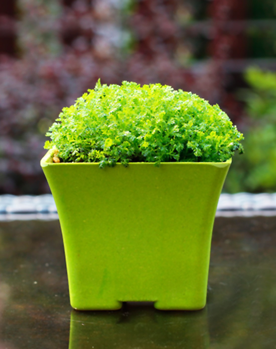 绿地球 蕨类植物桌面盆栽 带盆栽好发货