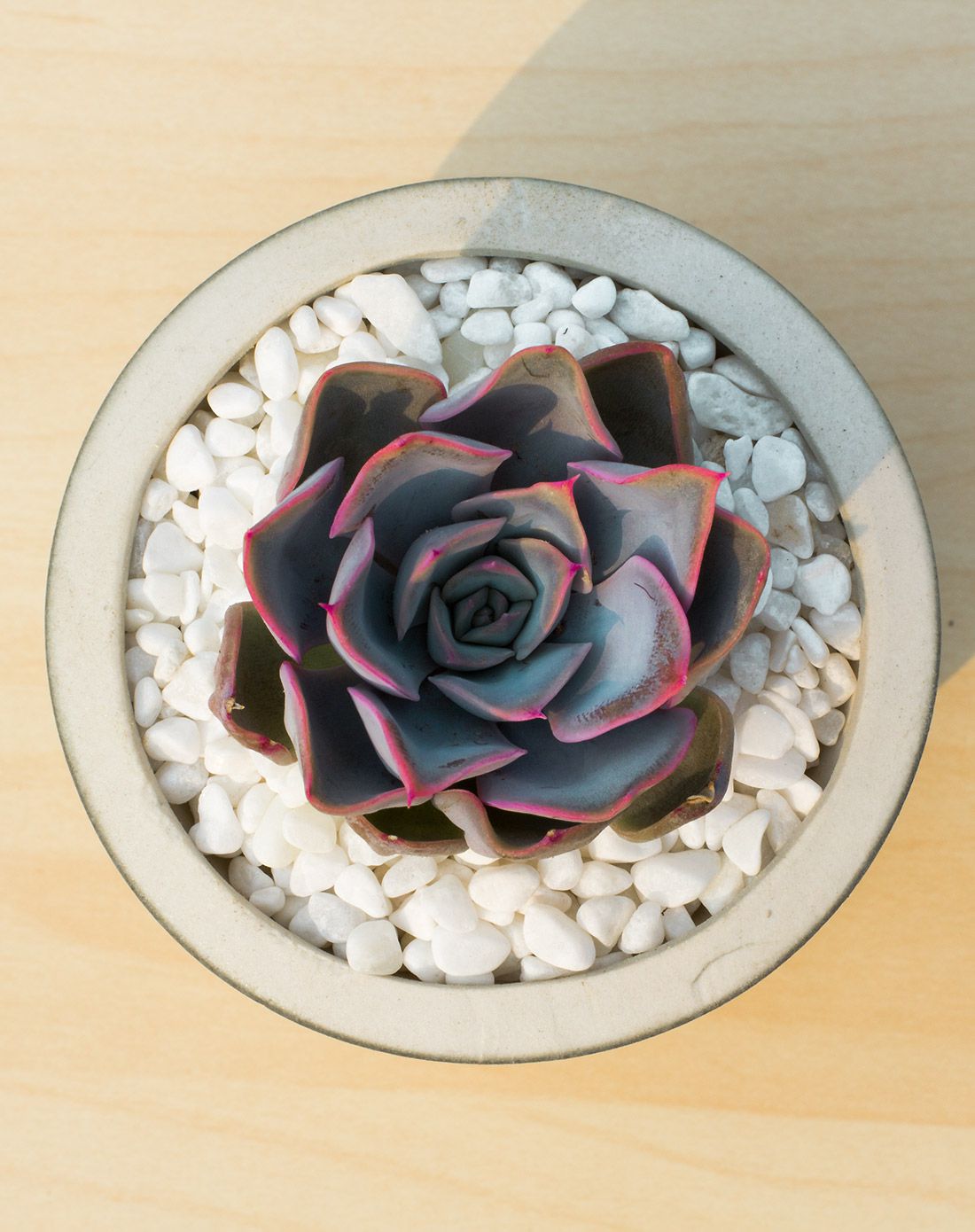 菲欧娜 高端多肉 青花瓷手工陶瓷花盆 含盆含土