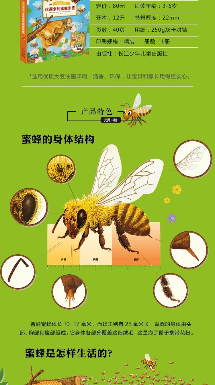 蜜蜂的样子介绍昆虫图片