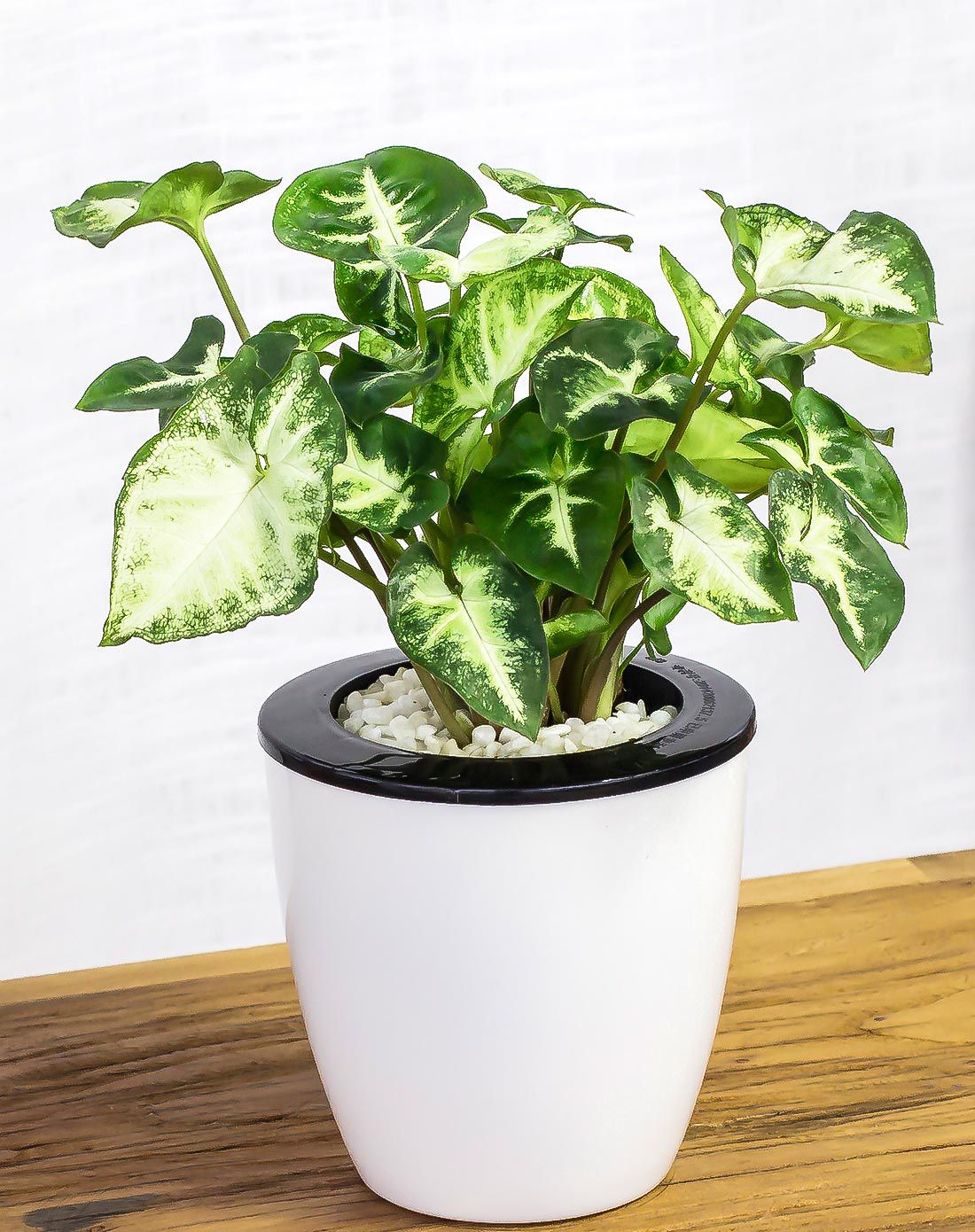 你的室内空气管家—红豆杉绿植专场直发货合果芋 袖珍椰子 2件套 带盆