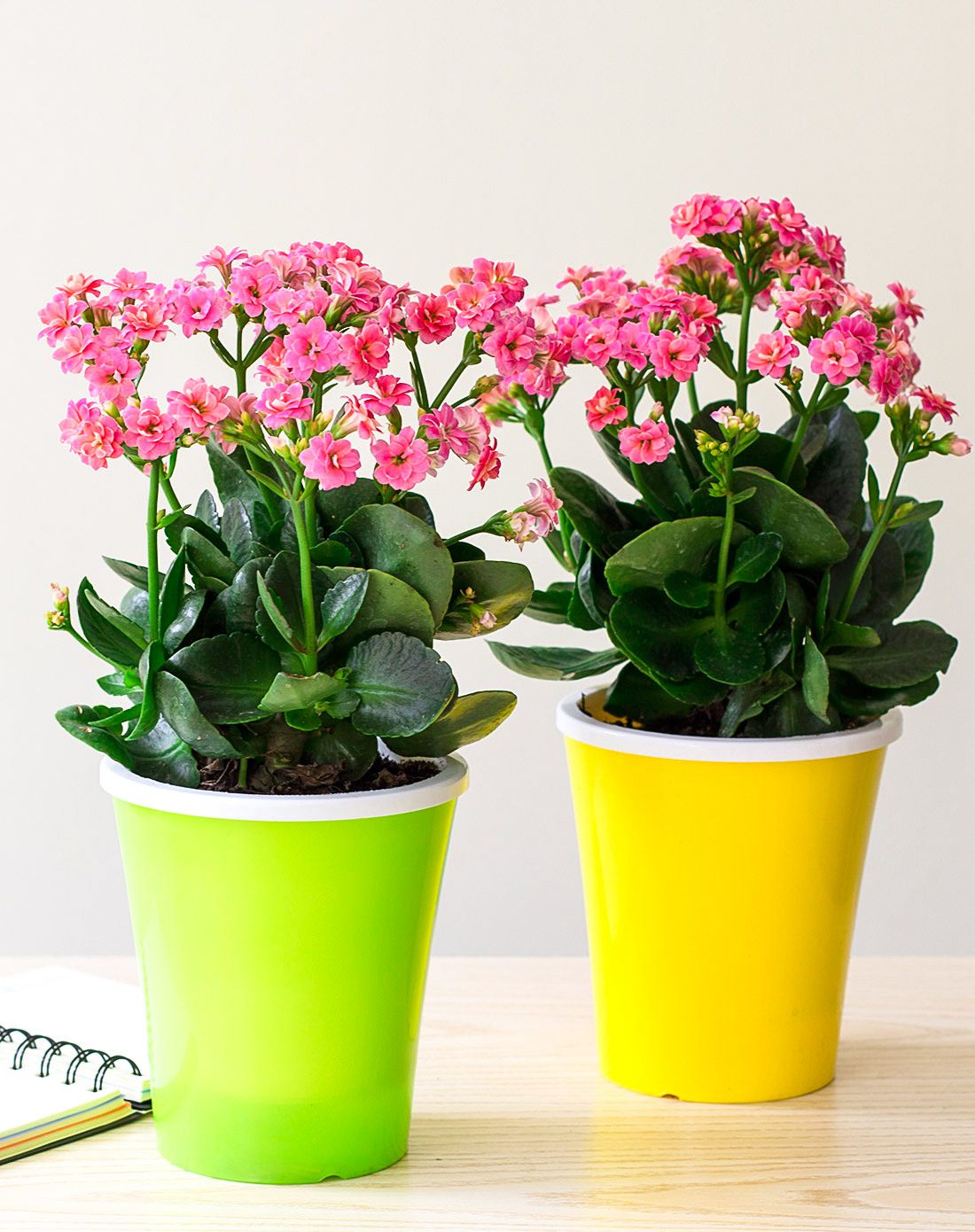 长寿花组合2盆装 送给家人的爱 双层自动吸水花盆 带盆栽好发货