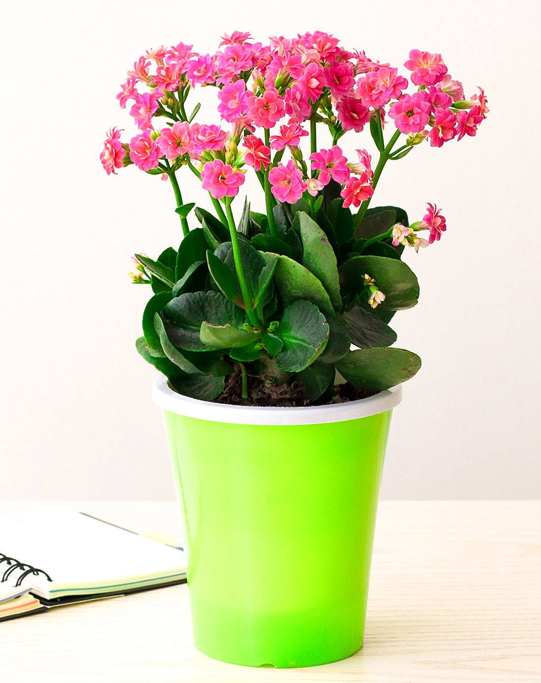 长寿花组合2盆装 送给家人的爱 双层自动吸水花盆 带盆栽好发货