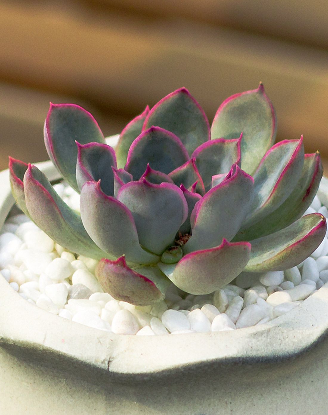 粉红女郎 高端多肉 青花瓷手工陶瓷花盆 含盆含土