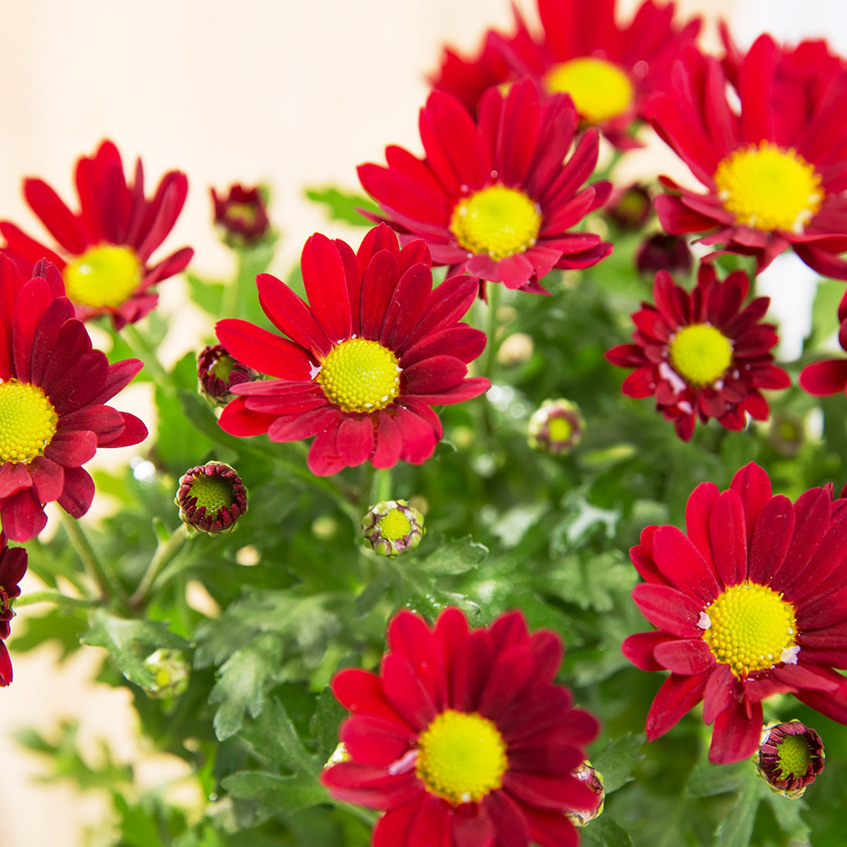 桌面盆栽绿植花卉雏菊红色三角形菊花黑白盆