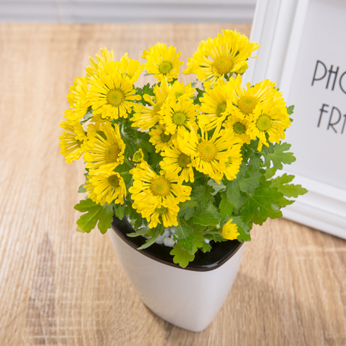 桌面盆栽绿植花卉雏菊黄色三角形黑白盆