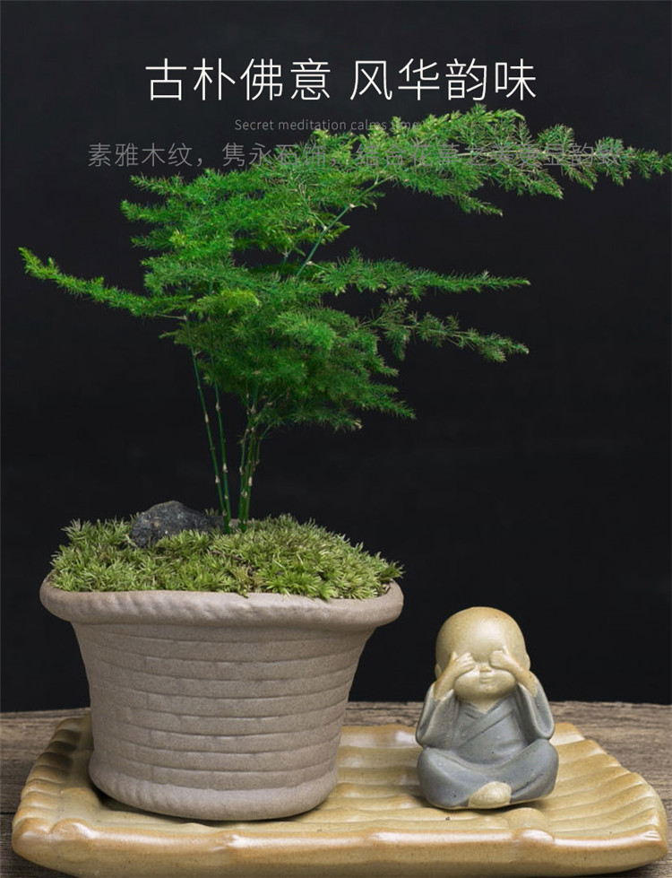 文竹盆景老桩盆景室内桌面绿植花卉盆栽含盆微型盆景