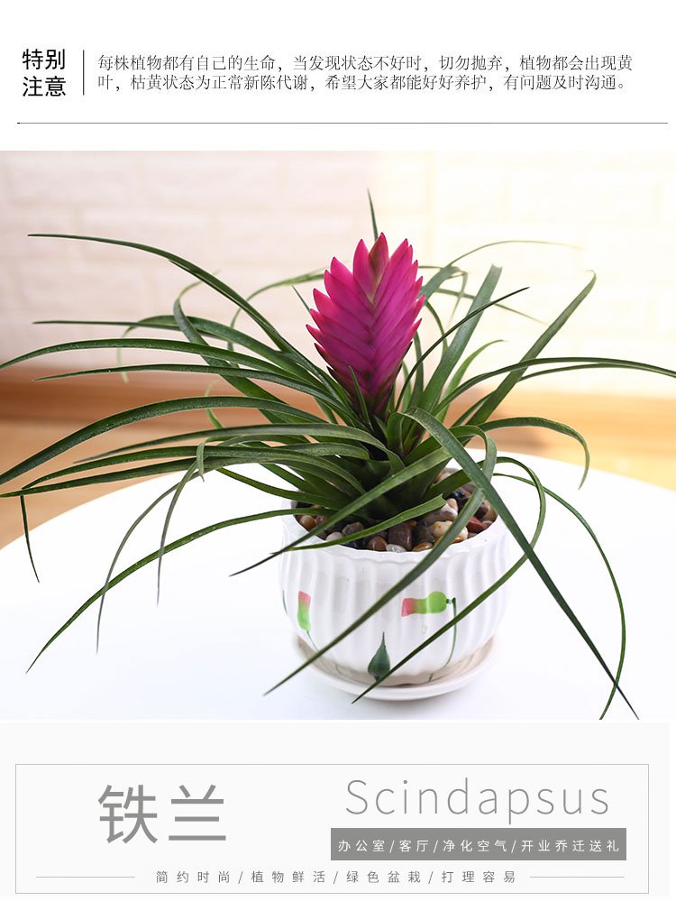 桌面盆栽绿植办公室花卉净化空气铁兰陶瓷盆