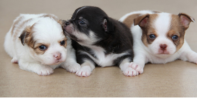 【成犬狗粮-20kg】麦富迪狗粮乖宝乐狗狗牛肉味拉布拉多中大型犬通用