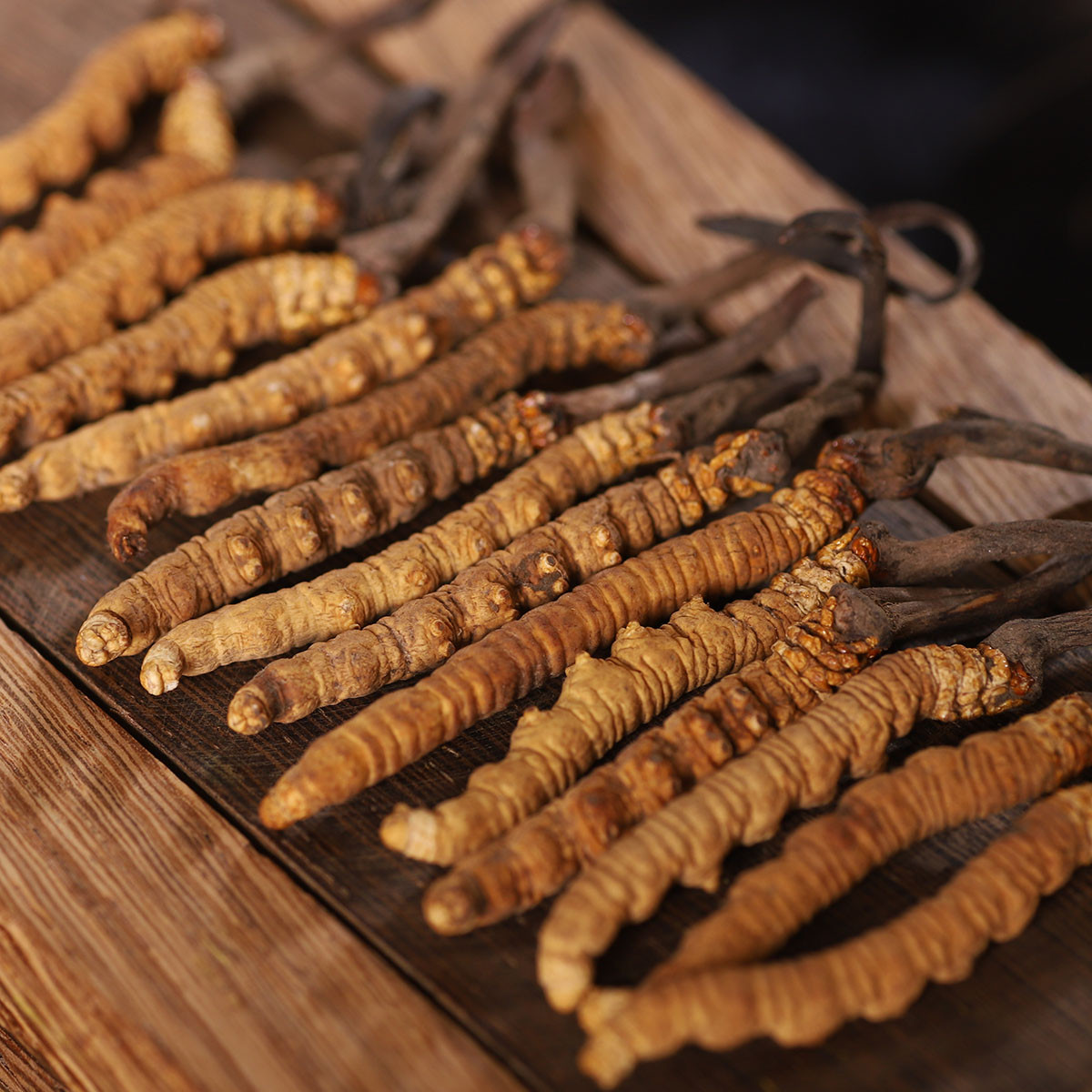 冬虫夏草(大)2g 西藏那曲正宗虫草(4-6条)