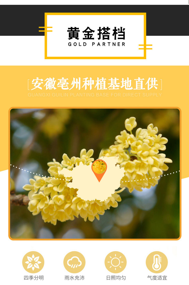 公丁香配桂花可搭口气口臭丁香桂花茶调理长白山百结叶干桂花茶