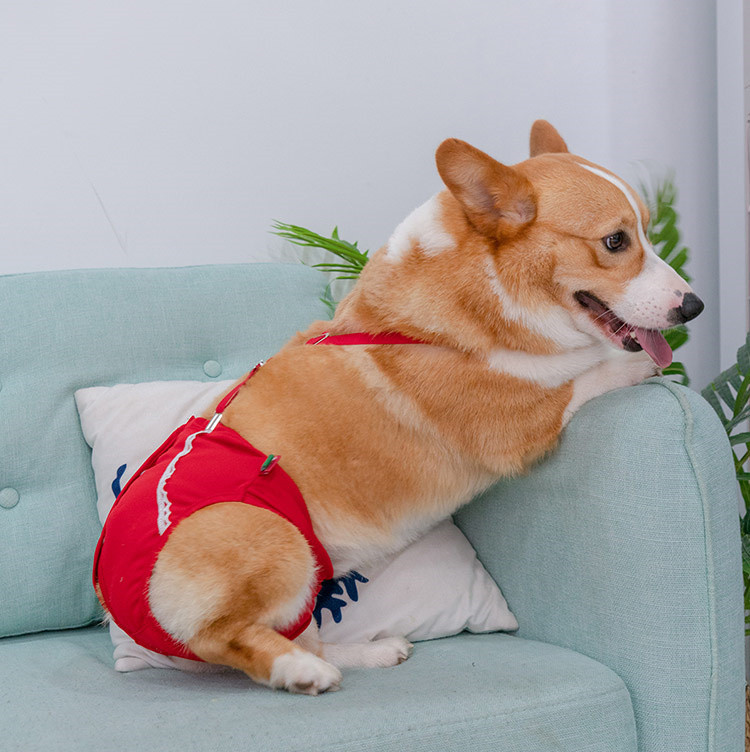 母狗狗生理裤女狗卫生裤绝育神器姨妈裤柯基法斗安全月经裤防交配