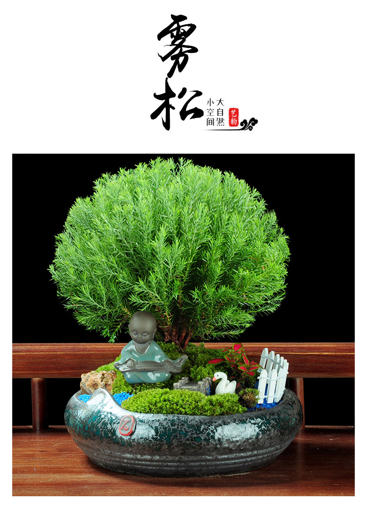 雾松盆景对人的风水,雾松盆景,雾松盆景怎么养_大山谷图库