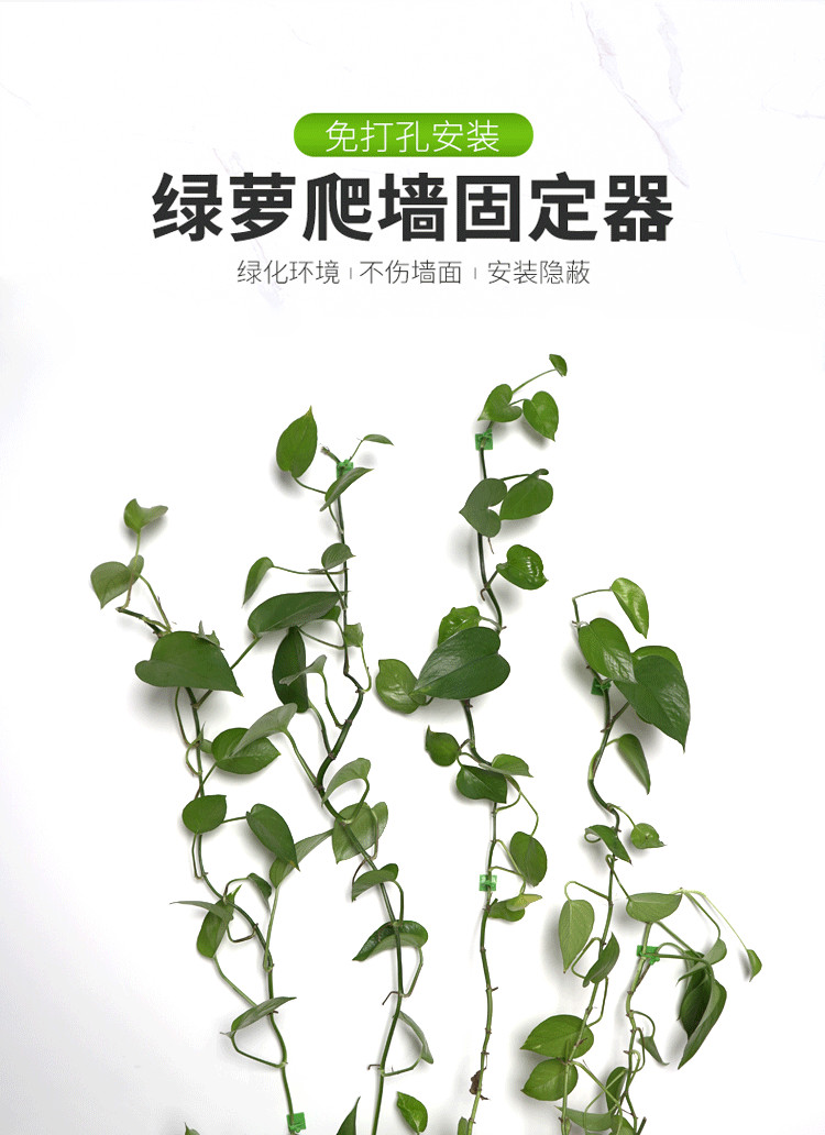 绿萝爬墙自粘式藤蔓绿植物绿萝固定器无痕家用墙上攀爬定型夹