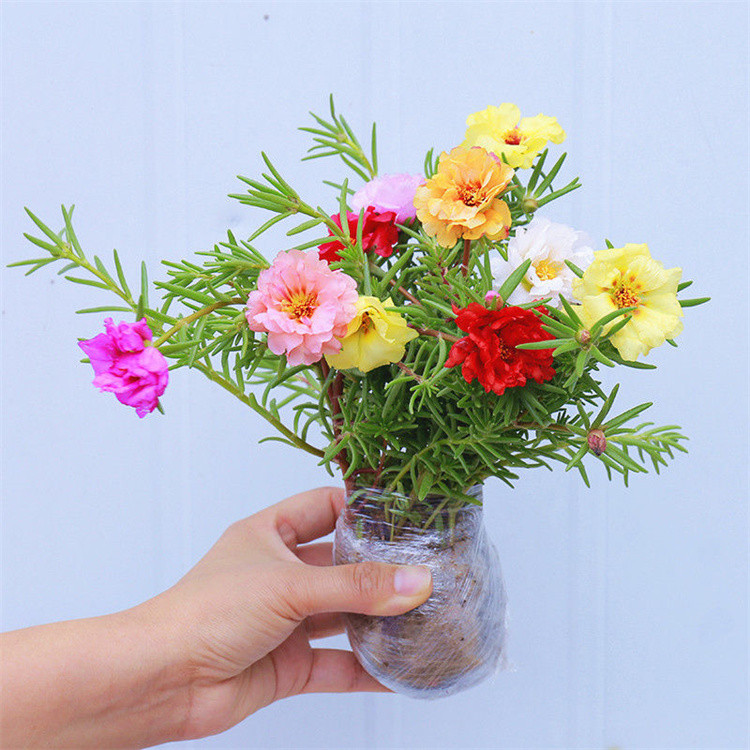 无根重瓣太阳花苗夏季花卉盆栽植物宿根混色枝条室外阳台客厅庭院