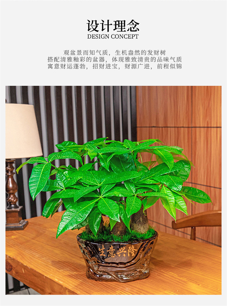 发财树大型盆栽招财室内绿植客厅办公桌面前台净化空气金钱树盆景