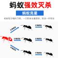 郁康 蚂蚁药室内外全窝家用非无毒正品除灭蚁专用粉末饵剂杀虫剂 图片 4