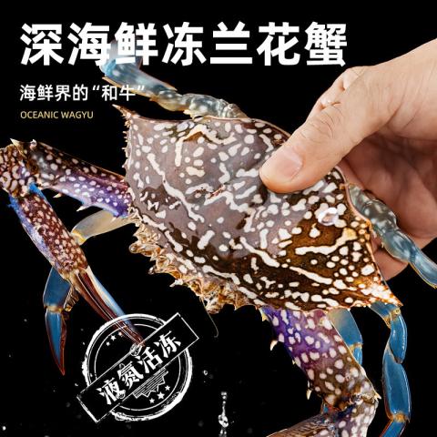 首鲜道 阿曼冷冻兰花蟹 螃蟹野外海捕 活冻梭子蟹 冷冻海产冻品1500g/袋 图片 1
