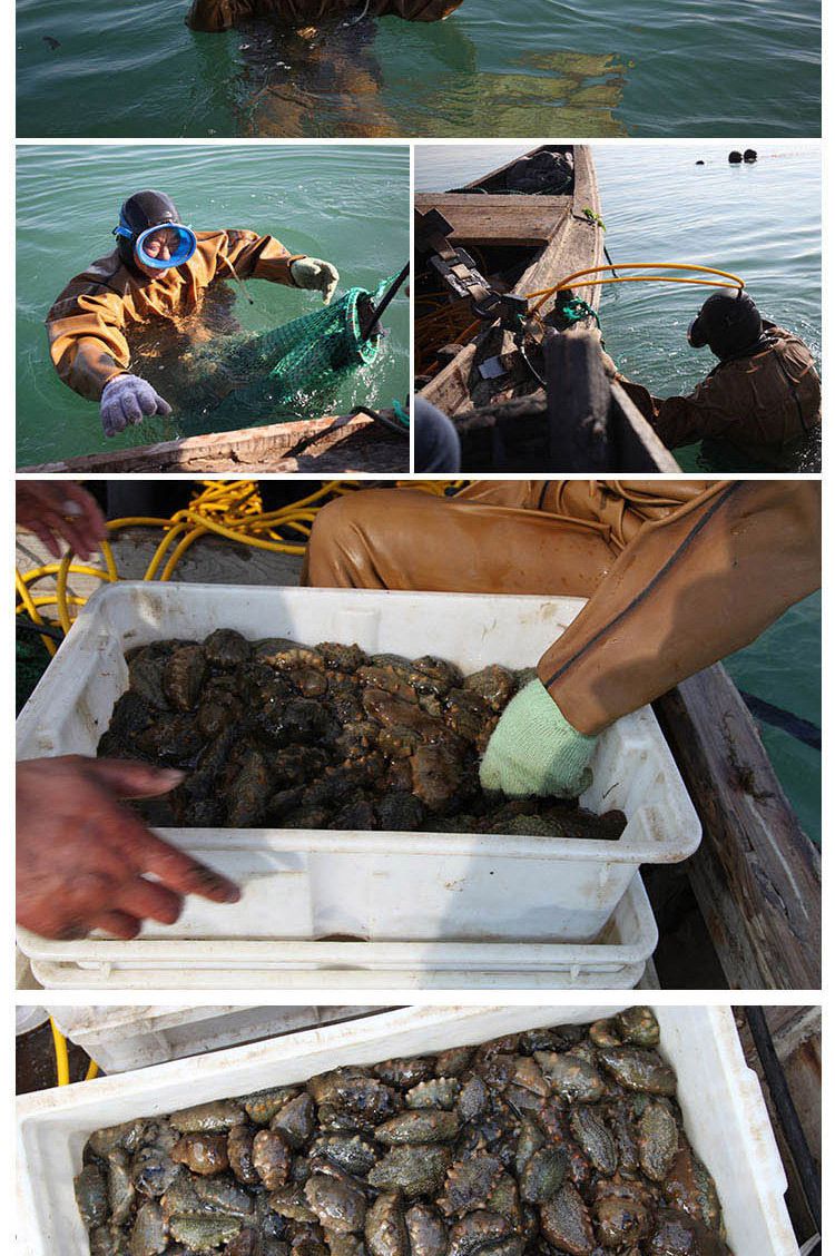 深海捕捞即食海参1000g 24-28只