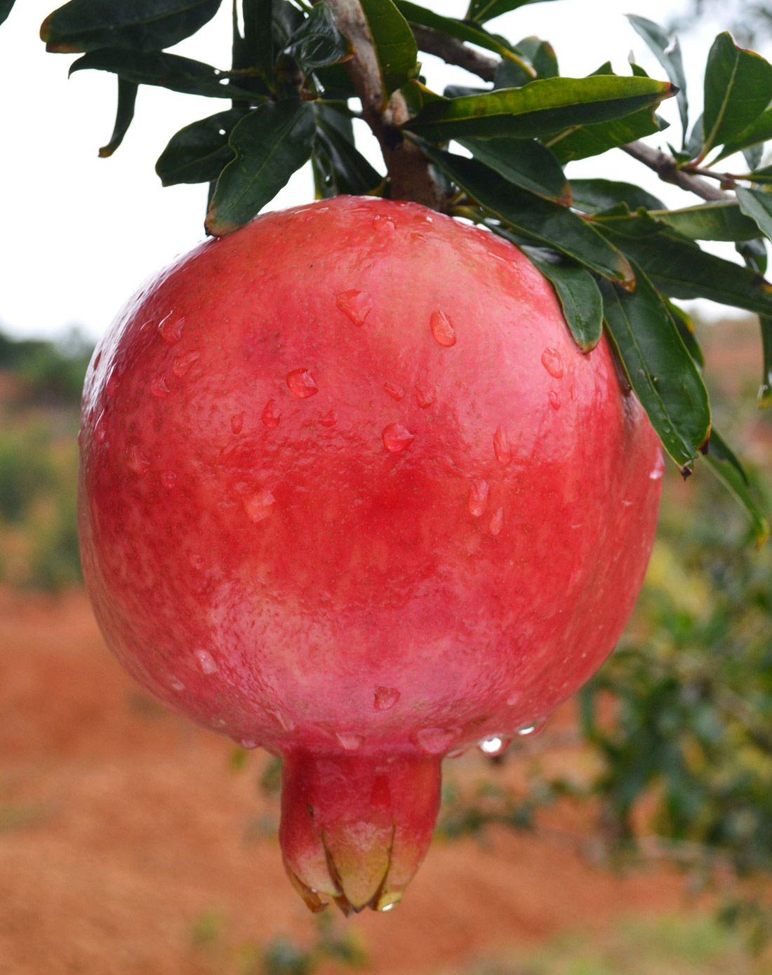 【特级石榴王】建水酸石榴生态礼盒6个装