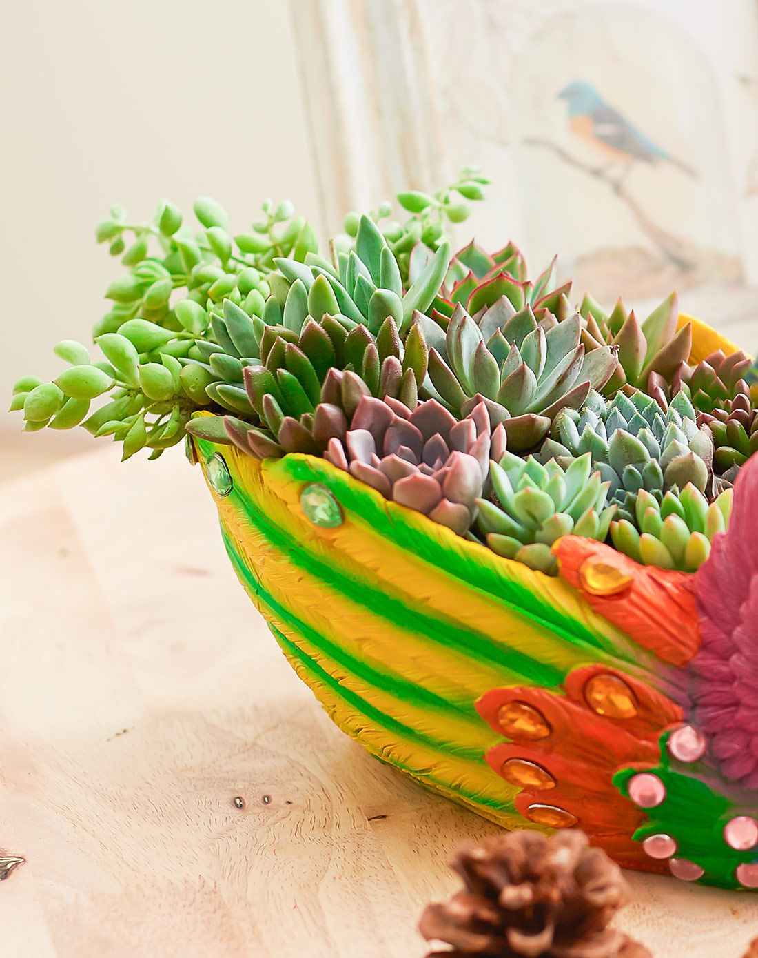 你的室内空气管家—红豆杉绿植专场直发货孔雀开屏 华丽孔雀多肉组合