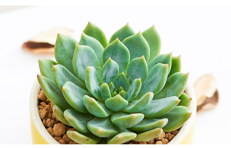 品质多肉 斯嘉丽 韩风粗陶盆