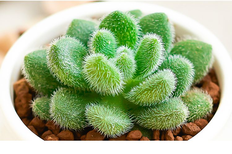 品质多肉 信东尼 优雅瓷竹