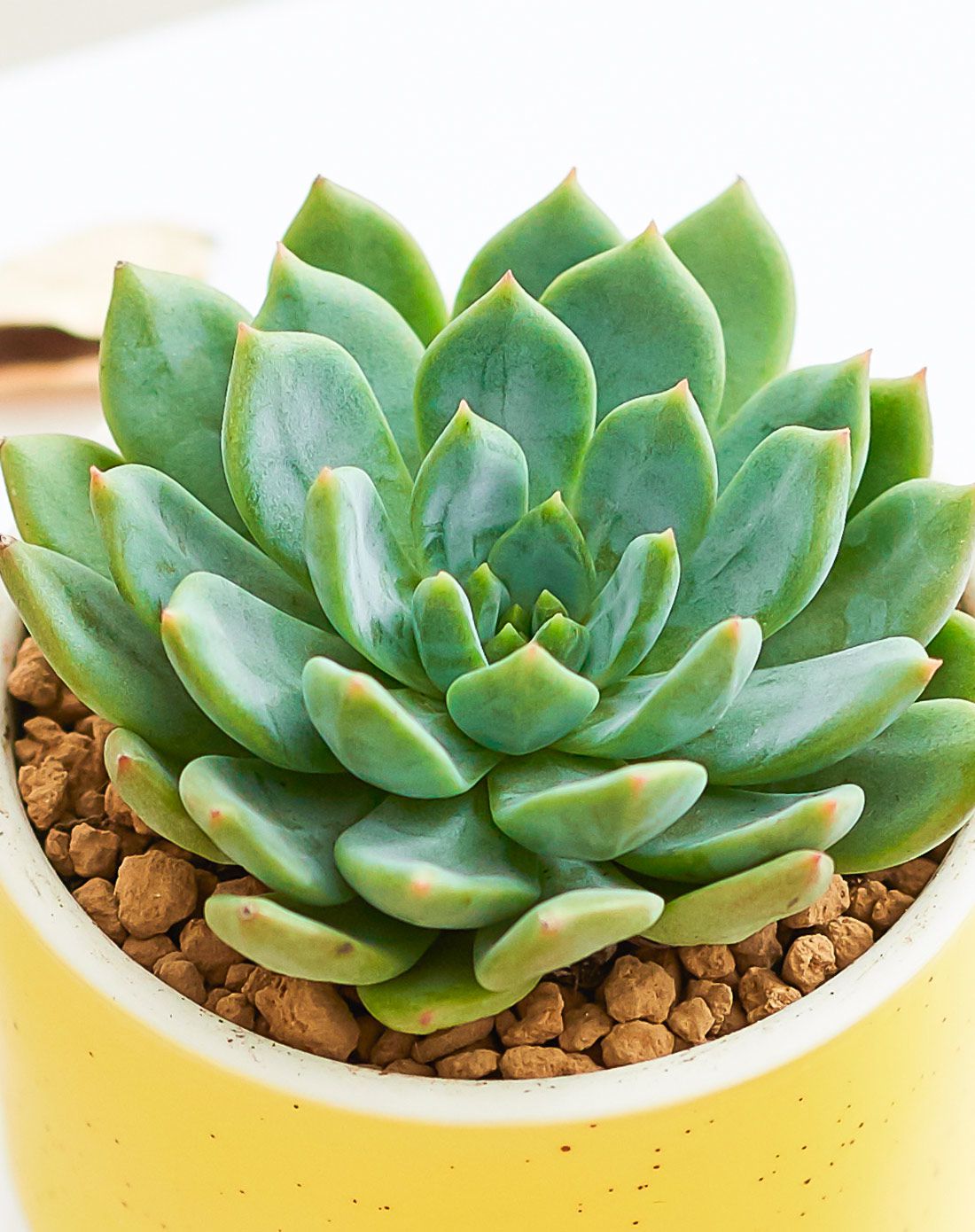 品质多肉 斯嘉丽 韩风粗陶盆