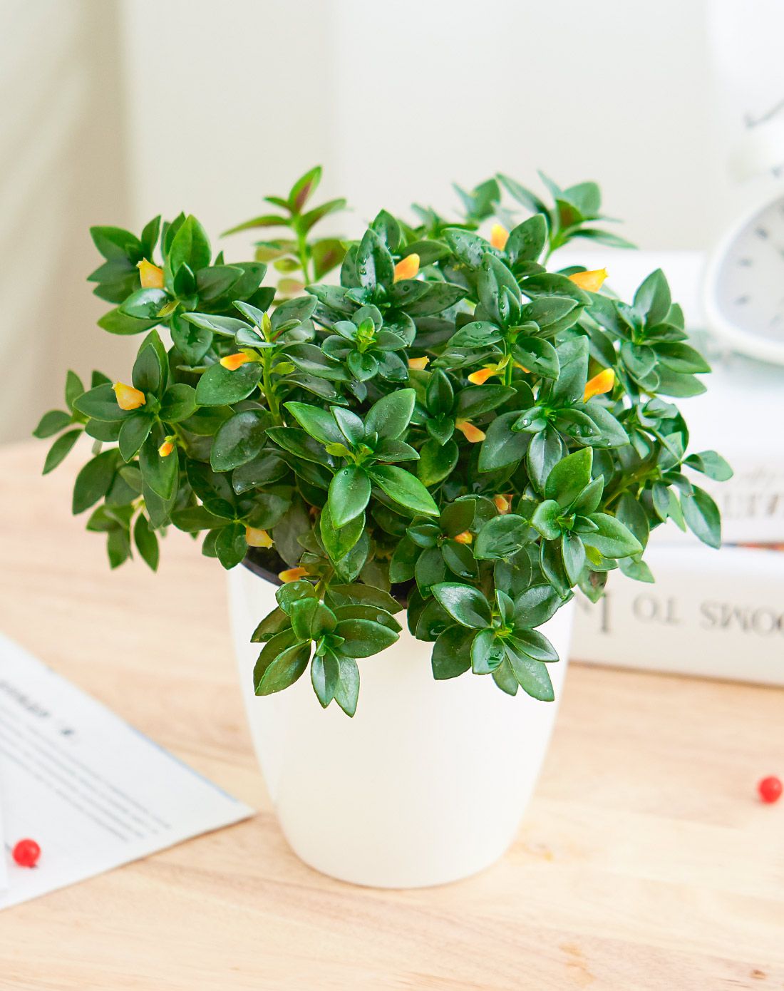 金鱼吊兰 仙客来 大恒湿 带盆栽好发货