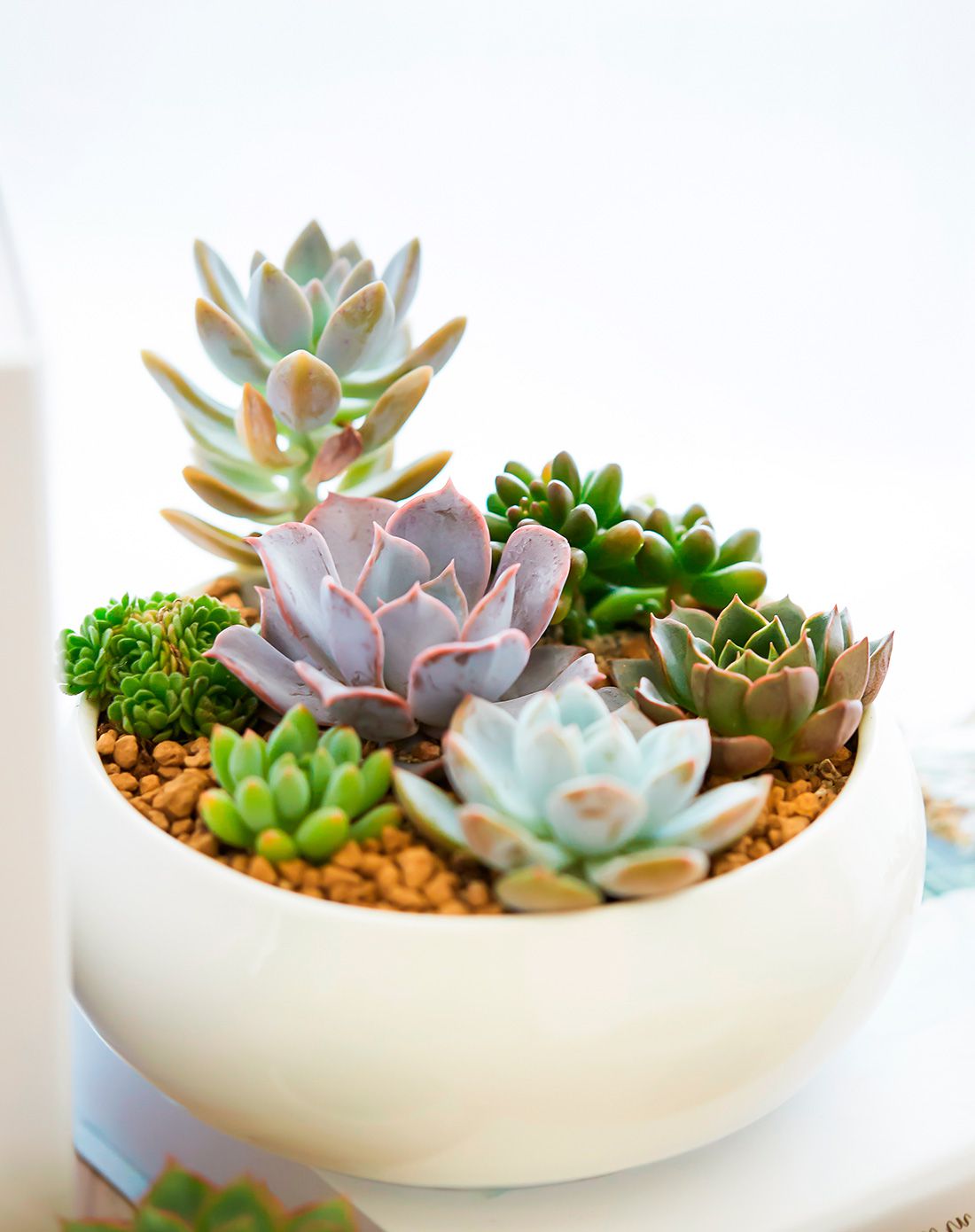 奇幻森林 白瓷大拼盘多肉组合