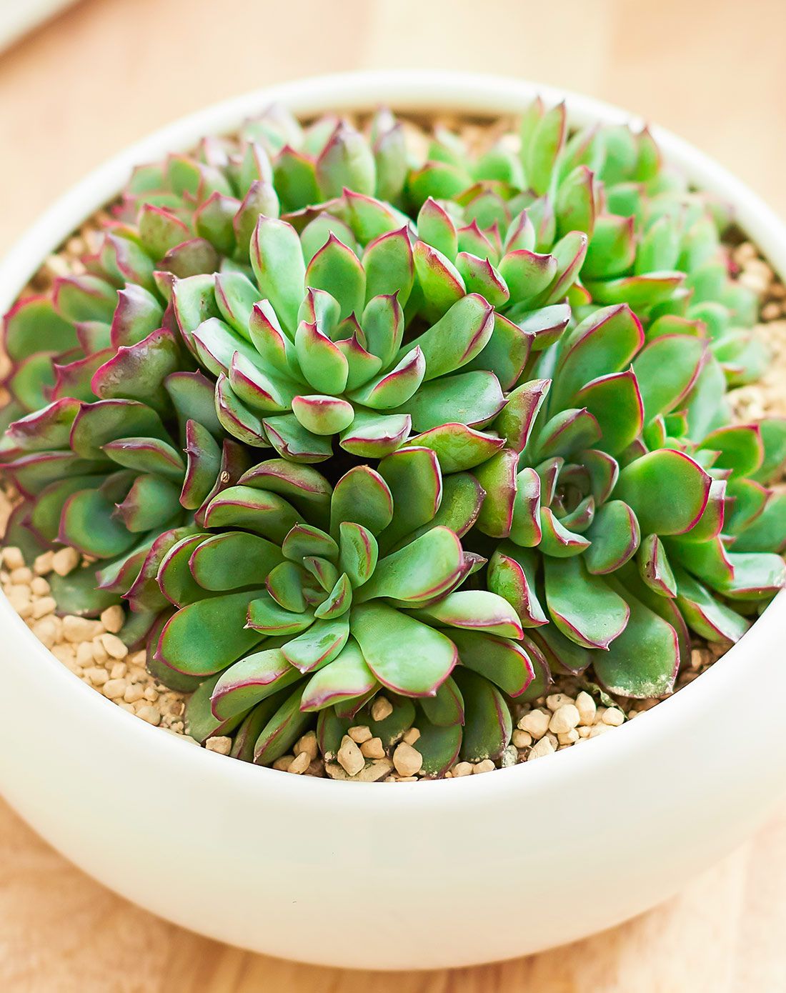 你的室内空气管家—红豆杉绿植专场直发货 万紫千红 白瓷圆拼盘多肉